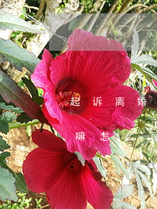 起诉离婚微信算证据嘛(起诉离婚微信算证据嘛怎么写)