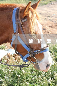 起诉离婚都有什么程序(如何起诉离婚程序)