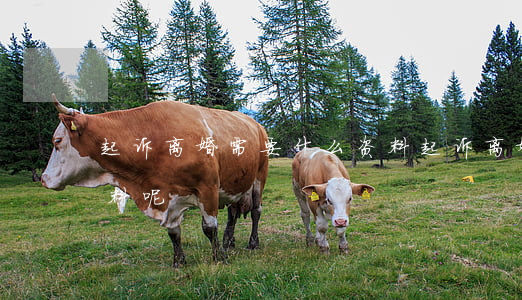 起诉离婚需要什么资料(起诉离婚需要什么资料呢?)