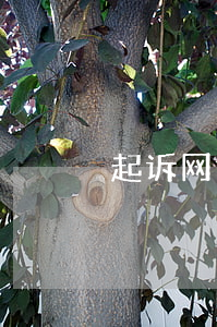 起诉网贷平台怎么写