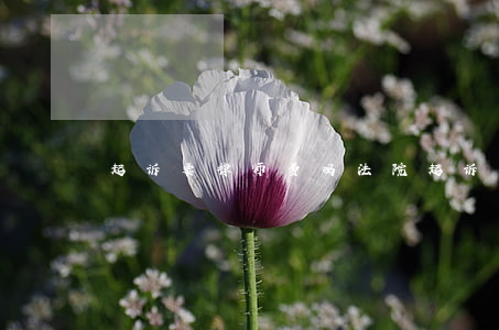 起诉要律师费吗(法院起诉律师费谁承担)