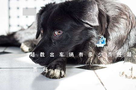 超载出车祸有多少责任(超载发生交通事故的责任)