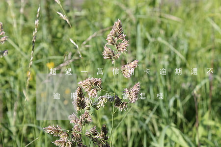 超過一萬信用卡逾期還不上(1萬元的信用卡逾期1年會怎樣)
