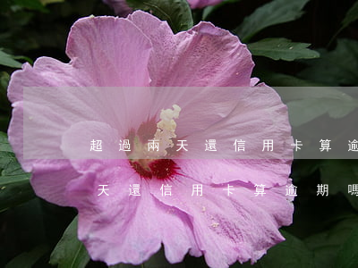 超過兩天還信用卡算逾期嗎怎么辦-超過兩天還信用卡算逾期嗎怎么辦理