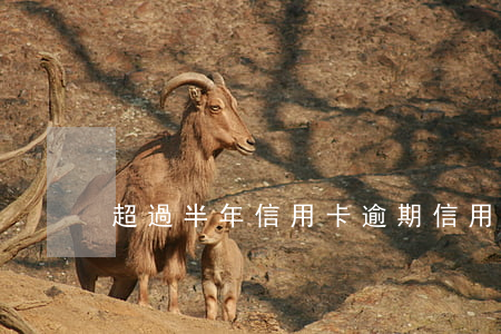 超過半年信用卡逾期 信用卡 逾期 一次