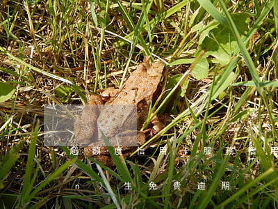 超額度信用卡服務（信用卡額度0產(chǎn)生免費逾期）