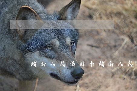 越南人欠信用卡(越南人欠錢不還有辦法嗎)