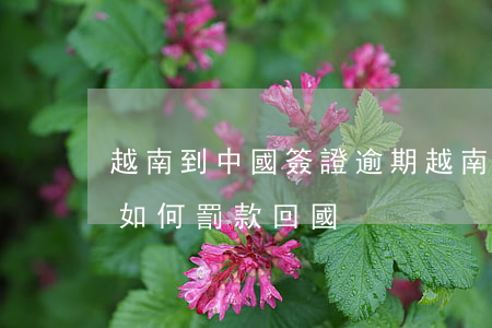 越南到中國簽證逾期(越南人在中國簽證過期如何罰款回國)