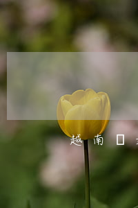 越南離婚懷孕了怎么辦