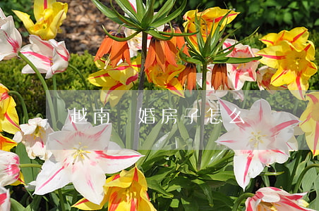 越南離婚房子怎么辦