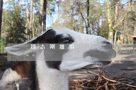 趙志剛離婚