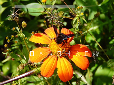 趙本山為什么離婚
