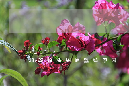 趙麗穎馮紹峰離婚原因