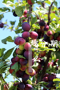 趣分期逾期影響征信么(趣分期逾期影響征信么)