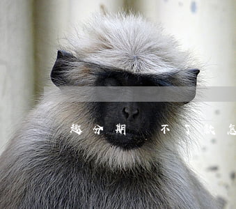 趣分期還不了款怎么辦（趣分期逾期了咋辦）