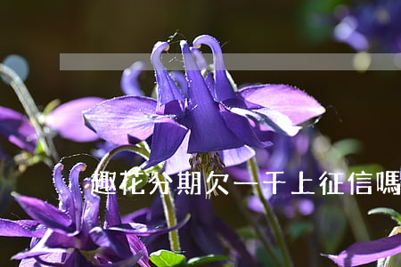 趣花分期欠一千上征信嗎(趣花花上征信嗎?)