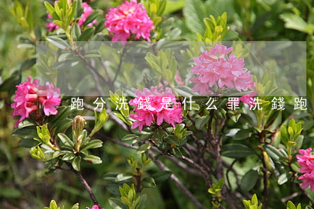 跑分洗錢是什么罪(洗錢跑分怎么定罪)