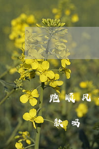 跑顺风车罚款多少钱(开顺风车违法吗,抓到罚款吗)