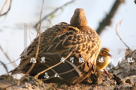 跑黑車，有可能涉嫌刑事犯罪，要坐牢？聽聽律師怎么說