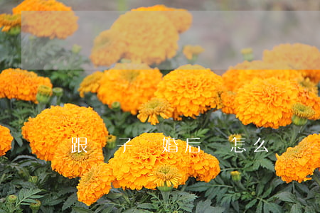 跟兒子離婚后該怎么辦
