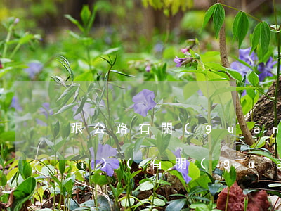 跟公路有關(guān)的法律法規(guī)(有關(guān)道路交通的法律法規(guī))