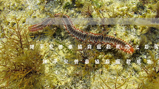 跟平安普惠協商還款成功之后需要什么手續-跟平安普惠協商還款成功之后需要什么手續