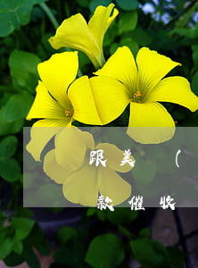 跟美團(tuán)客服協(xié)商還款催收還會有提成嗎-跟美團(tuán)客服協(xié)商還款催收還會有提成嗎是真的嗎