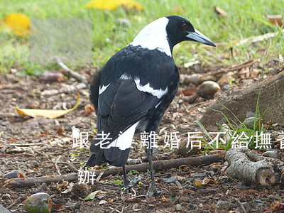 跟老婆離婚后不給撫養(yǎng)費怎么辦