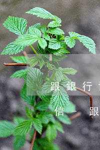 跟銀行協(xié)商分期還款還是要上征信-跟銀行協(xié)商分期還款還是要上征信嗎