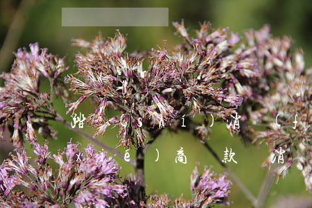 踏實(shí)消費(fèi)逾期能協(xié)商還款嗎(消費(fèi)貸款逾期可以和銀行協(xié)商嗎?)