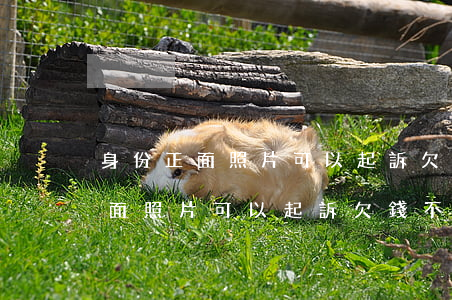 身份正面照片可以起訴欠錢不還嗎-身份正面照片可以起訴欠錢不還嗎怎么辦