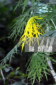 身份證不見了