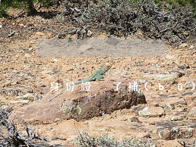 身份證丟了補(bǔ)辦后舊的還可以用么