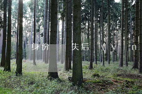 身份證丟失后應(yīng)該怎么辦