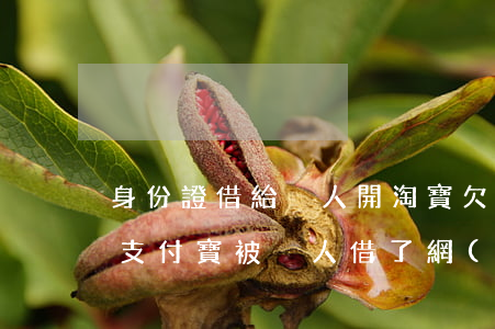 身份證借給別人開淘寶欠網(wǎng)貸(支付寶被別人借了網(wǎng)貸)