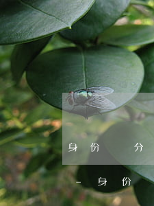 身份證分期付款逾期后多久能恢復(fù)-身份證分期付款逾期后多久能恢復(fù)正常
