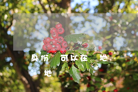 身份證可以在異地補辦嗎(身份證過期可以在異地補辦嗎)