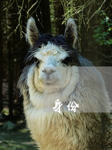 身份證掛失(身份證掛失后還能用嗎)