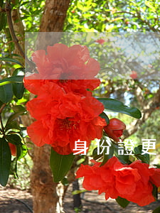 身份證更新能在異地辦理嗎