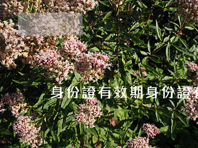 身份證有效期(身份證有效期查詢)