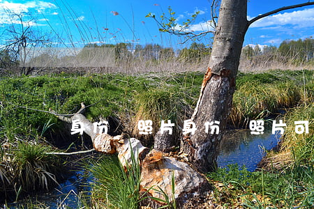 身份證照片(身份證照片可以化妝嗎)