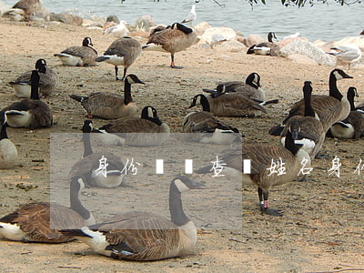 身份證號查詢姓名(身份證號查詢姓名照片)