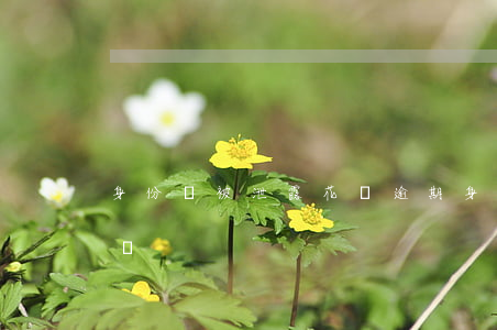身份證被泄露花唄逾期(身份證過期了花唄影響)