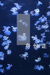 身份证丢了(身份证丢了怎么坐飞机)