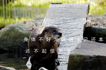 身体不好欠信用卡只还本金行吗-身体有病还不起信用卡