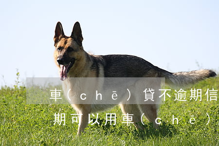 車(chē)貸不逾期信用卡逾期(信用卡逾期可以用車(chē)貸款嗎)