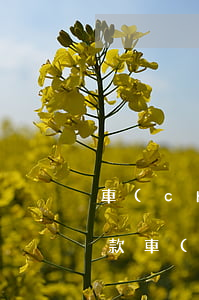 車(chē)貸公司逾期協(xié)商還款(車(chē)貸逾期貸款公司訴我一次還清)