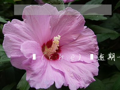 車(chē)貸逾期一小時(shí)