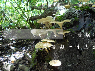 車(chē)貸逾期一次怎么辦(車(chē)貸款逾期一年怎么處理)