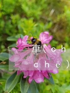 車(chē)輛逾期年審怎么處理 年審車(chē)逾期了怎么辦